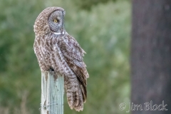 EK892T--Great-Gray-Owl