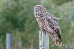 EK892V--Great-Gray-Owl