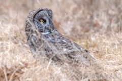 EK881C--Great-Gray-Owl