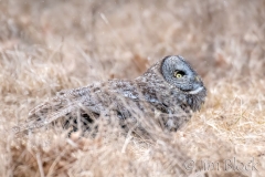 EK882A--Great-Gray-Owl