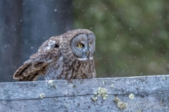 EK883A--Great-Gray-Owl