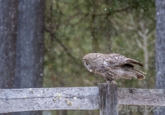 EK880A--Great-Gray-Owl