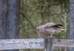 EK880B--Great-Gray-Owl