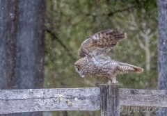 EK880C--Great-Gray-Owl