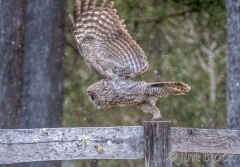 EK880D--Great-Gray-Owl