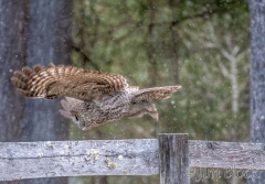 EK880E--Great-Gray-Owl
