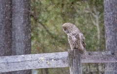 EK861--Owl-and-Snow--Lighten-(3)