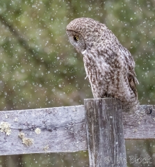 EK861--Owl-and-Snow--crop