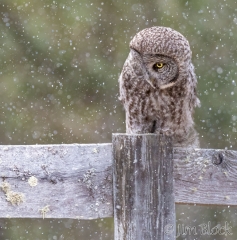 EK862--GGOW-in-snow---Lighten-(4)