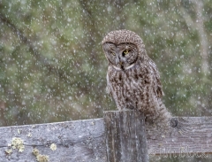 EK865--GGOW-in-snow---Lighten--(4)