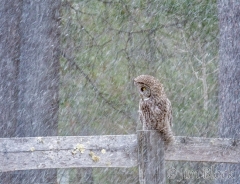 EK872-GGOW-in-snow--Lighten-(5)