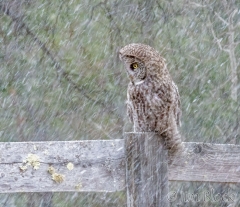 EK872-GGOW-in-snow--crop