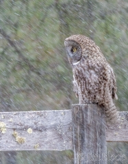 EK874--GGOW-in-Snow--Lighten-(6)