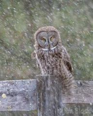 EK878--GGOW-in-Snow--Lighten-(8)