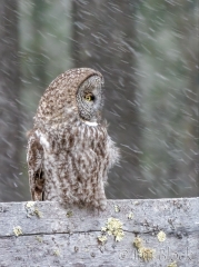 EK887--GGOW-in-snow--crop