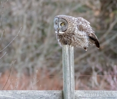 EK852L---Great-Gray-Owl