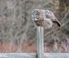 EK852M---Great-Gray-Owl