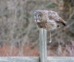 EK852N---Great-Gray-Owl