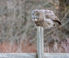 EK852O---Great-Gray-Owl