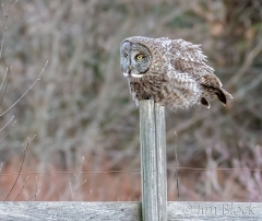 EK852P---Great-Gray-Owl