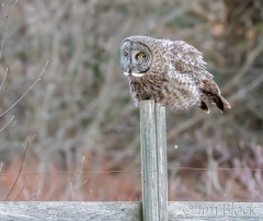 EK852Q---Great-Gray-Owl