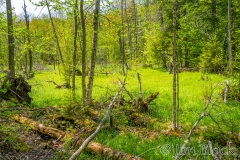 FI056B-Half-Mile-Pond-Hike