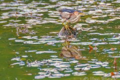 FB293O-Least-Bittern-catching-a-fish