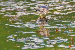 FB294A-Least-Bittern-catching-a-fish