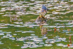 FB294F-Least-Bittern-catching-a-fish