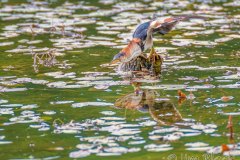 FB294G-Least-Bittern-catching-a-fish