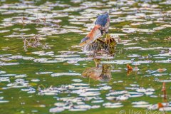 FB294L-Least-Bittern-catching-a-fish