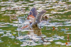 FB294N-Least-Bittern-catching-a-fish
