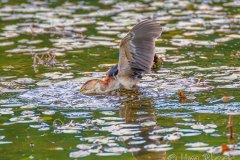 FB294Q-Least-Bittern-catching-a-fish
