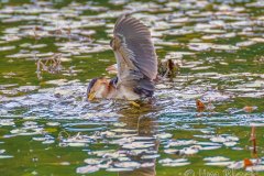 FB294R-Least-Bittern-catching-a-fish