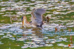 FB294S-Least-Bittern-catching-a-fish