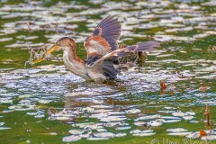 FB295A-Least-Bittern-catching-a-fish