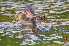 FB295B-Least-Bittern-catching-a-fish