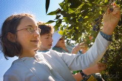 64-ae664-blueberry-picking