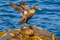 FQ147H-Common-Eider-shaking