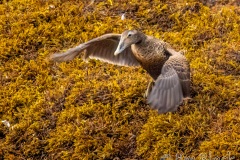 FQ224L-Common-Eider