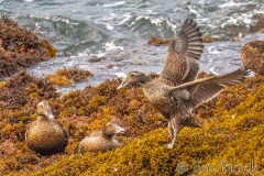FQ226D-Common-Eider