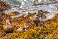 FQ226E-Common-Eider