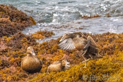 FQ226F-Common-Eider