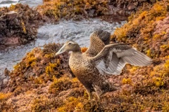 FQ228G-Common-Eider