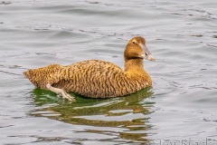 FQ302H-Common-Eider