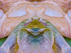 dead-hosta-in-woodstock