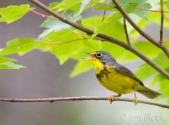 17-ca039-canada-warbler