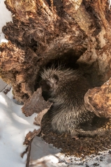 dp906-porcupine-in-den