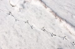 dp763c-ruffed-grouse-tracks