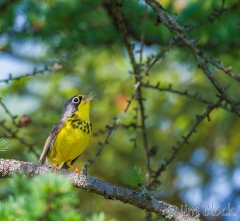 EI354Q--Canada-Warbler